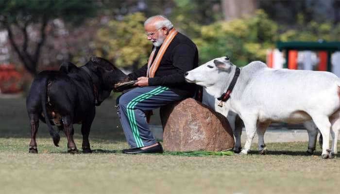 PM મોદીએ મકર સંક્રાંતિ પર ગાયોને ખવડાવ્યો ગોળ, દેશવાસીઓને આપ્યો ગૌ સેવાનો સંદેશ