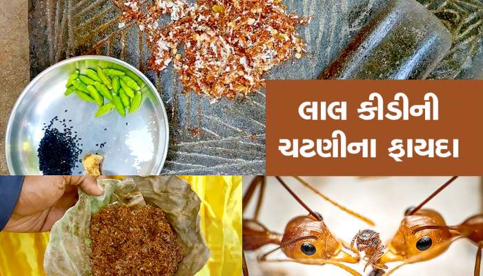 Red Ant Chutney: લાલ કીડીની મસાલેદાર ચટણી બની સુપરફૂડ, અહીં સ્વાદના ચટકા લે છે લોકો