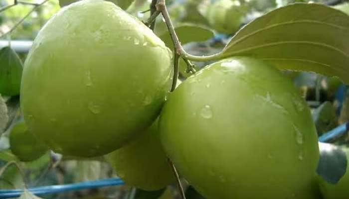 ભારતમાં આ વિદેશી ફળની ખેતીનું વધ્યું ચલણ, 6 મહિનામાં લાગશે રૂપિયાના 'લૂમખે લૂમખા'
