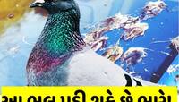 કબૂતરની ચરકથી ફેફસામાં બીમારી ફેલાતા વૃદ્ધનું મોત, રોજ અગાસીએ નાખતા હતા ચણ