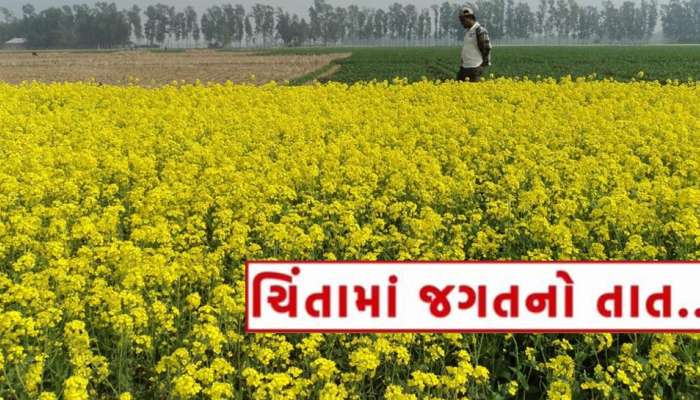 ગુજરાતના ખેડૂતોના મોઢે આવેલ કોળિયો શું છીનવાશે? આ રોગ બર્બાદ કરી નાંખશે રાયડાનો પાક