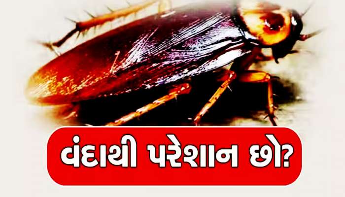 લવિંગ, લીમડો, તજ, સોડા અને કેરોસીન...આ વસ્તુઓથી વંદાના 'વંશજો' પણ ડરે છે!