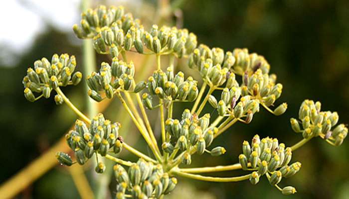 ડાયાબિટીસ હોય તો રાત્રે સુતા પહેલા આ બી ચાવીને ખાવા, બ્લડ સુગર રહેશે કંટ્રોલમાં