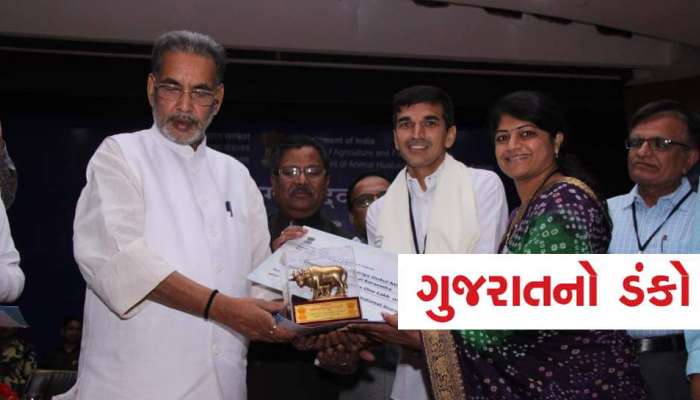 જામનગરનું ગૌરવ: 250 જેટલી ગીર ગાયોનું પરિવારની જેમ જતન કરે છે ધર્મેશભાઈ, જાણો સંઘર્ષની કહાની