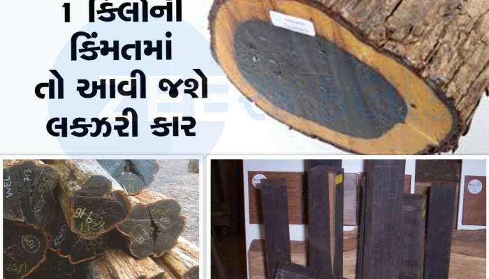 ચંદન કરતાં પણ અનેક ગણું મોંઘું છે આ લાકડું, 1 કિલોની કિંમત 8 લાખ રૂપિયા, થાય છે દાણચોરી