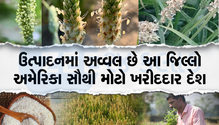 આ ઔષધિ પાકની ગોરાઓના દેશમાં ગાંડાની માફક છે ડિમાન્ડ, ગુજરાતમાં થાય છે તગડુ ઉત્પાદન