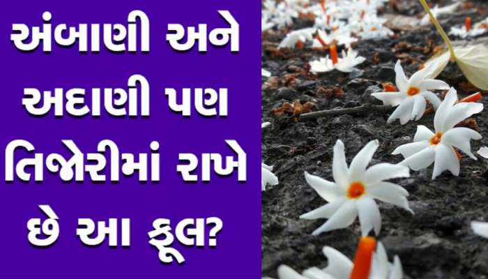 મોટા મોટા બિલેનિયર તિજોરીમાં રાખે છે હારસિંગારનું ફૂલ? આ ટોટકાના છે ચમત્કારી ફાયદા