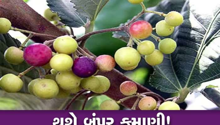વેરાન વિસ્તારમાં પણ ઓછા ખર્ચે ખેતી કરી રળો તગડો નફો, ગંભીર બિમારીઓ માટે રામબાણ છે આ ફળ