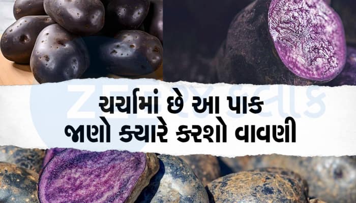 હાર્ટ અને લીવર માટે સંજીવની બુટ્ટી છે આ રોકડીયો પાક, ખેતી કરી કરો 3 થી 4 ગણો નફો