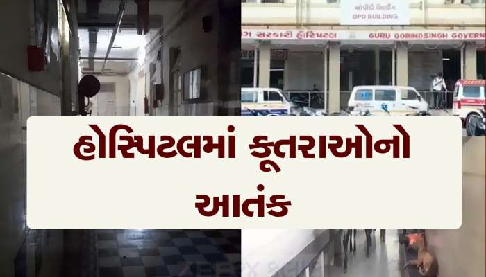 જામનગરની જીજી હોસ્પિટલમાં રખડતાં કૂતરાંઓ ઘૂસી ગયા, દર્દીઓમાં જોવા મળ્યો ડરનો માહોલ