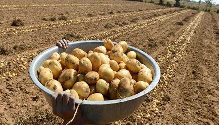 ઉત્તર ગુજરાતમાં બટાકાની ખેતી મોંઘી પડશે, એક નિર્ણયથી ખેડૂતો મુશ્કેલીમાં મૂકાયા