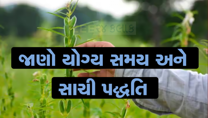 ઉનાળું તલની ખેતી કરી 'લાખોપતિ' બની શકે છે ખેડૂતો, આ રીતે વાવણી કરશો તો થશે ફાયદો