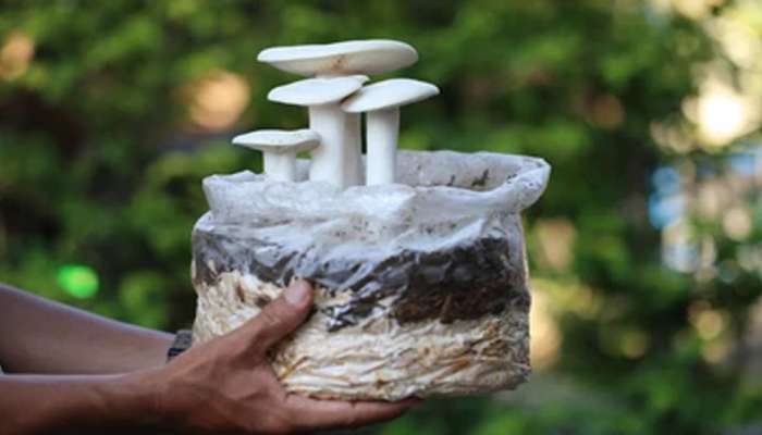 Milky Mushroom: માત્ર 15 રૂપિયાના ખર્ચે શરુ કરો મિલ્કી મશરૂમની ખેતી, થશે 10 ગણો નફો