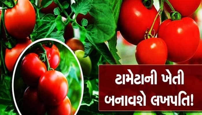 એન્જિનિયરિંગની નોકરી છોડી શરૂ કરી ટમેટાંની ખેતી, હવે બેઠાંબેઠાં છાપે છે લાખો રૂપિયા
