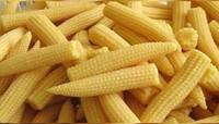Baby Corn ની ખેતી કરાવશે મોટી કમાણી, જાણો કેવી રીતે કરશો શરૂઆત