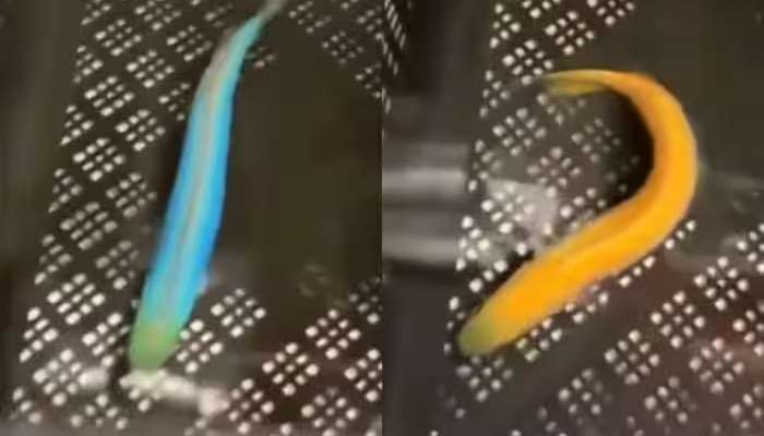 Rare Video : રંગ બદલવામાં તો કાચીંડાની પણ ઉસ્તાદ છે આ માછલી, વીડિયો જોઈ દંગ રહી જશો