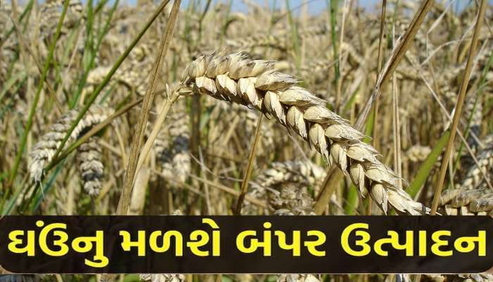 Wheat Production:ઘઉંની ખેતી કરનાર ખેડૂતો માટે ખુશખબર; કૃષિ મંત્રીએ બનાવ્યો નવો પ્લાન