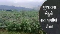 પાટણના ખેડૂતોની મુશ્કેલી વધી! વાતાવરણમાં ફેરફારના કારણે આ પાકનો ફાલ ખરવા લાગ્યો!