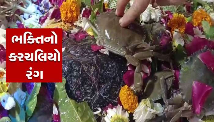 ગુજરાતનું અનોખું મંદિર : હાથમાં જીવતો કચરલો પકડીને શિવલિંગ પર ચઢાવે છે ભક્તો 