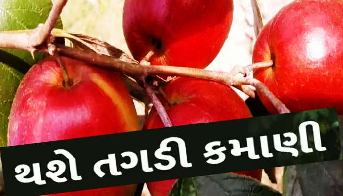 YOUTUBE પરથી ખેતી શીખી ખેડૂત કરે છે લાખોની કમાણી, બારે મહિના હોય છે આ ફળની ડિમાન્ડ