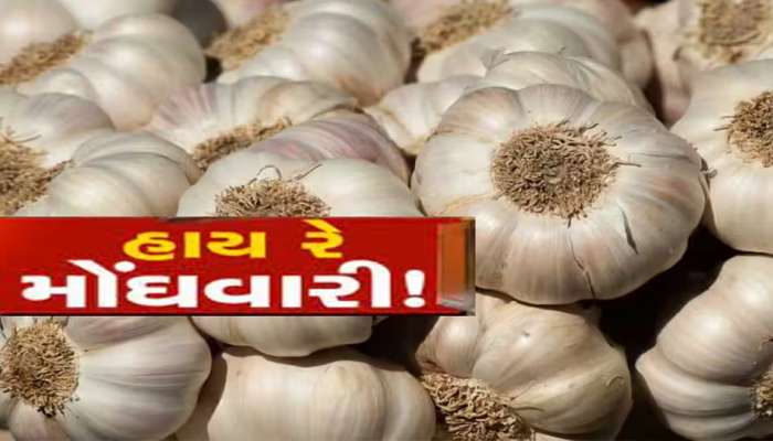 ગુજરાતમાં ડ્રાયફ્રુટ કરતાં પણ મોંઘું થયું લસણ! ખેડૂતોએ કહ્યું; 'જિંદગીમાં પહેલીવાર આટલો ભાવ જોયો'