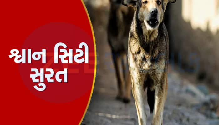 સુરતને નવુ ટાઈટલ આપવું પડશે! જ્યાં ડાયમંડ બુર્સ છે, ત્યાં રખડતા શ્વાનોનું રાજ