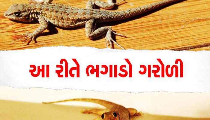 લસણ, ડુંગળી, મરી અને મોરના પીંછાથી કેમ ગભરાય છે ગરોળી? તરત ભાગશે ઘરની બહાર