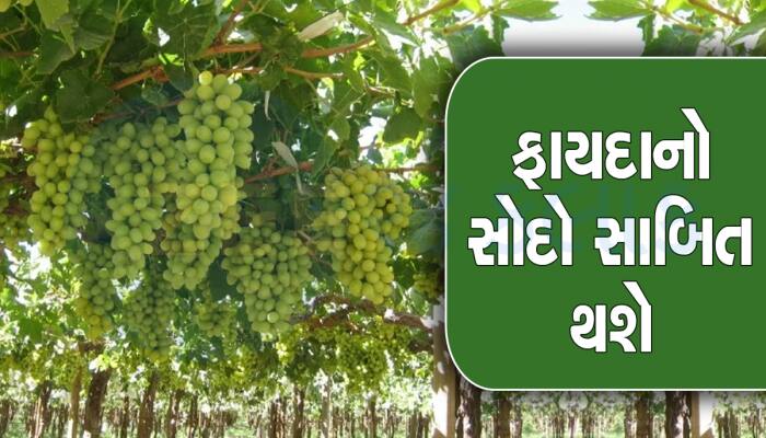 માર્કેટમાં છે ખૂબ ડીમાન્ડ, દ્રાક્ષની ખેતી કરી બનો માલામાલ, ફોલો કરો આ રીત