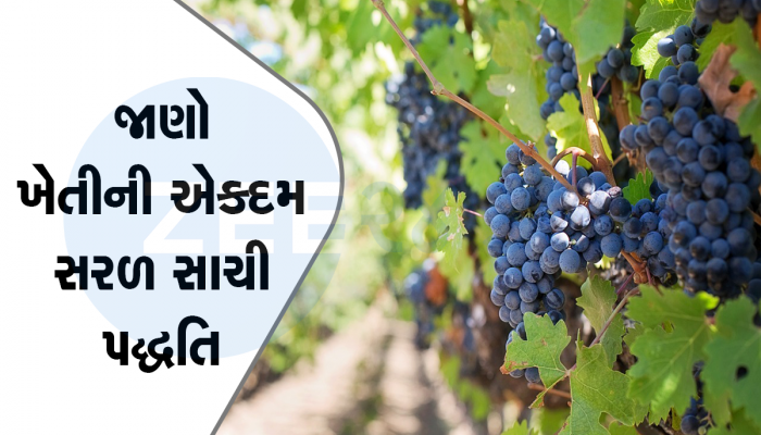 દ્રાક્ષની ખેતી કરી ગુજરાતના ખેડૂતો બની શકે છે માલામાલ, જાણો ક્યારે અને કેવી રીતે કરવી?