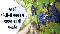 દ્રાક્ષની ખેતી ગુજરાતના ખેડૂતો બનાવી શકે છે માલામાલ, જાણો ક્યારે અને કેવી રીતે કરવી?