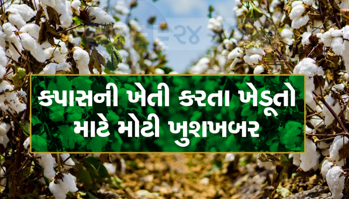 Cotton Price : ગુજરાતમાં આ ખેતી કરનારા ખેડૂતો પાક વેચવામાં ઉતાવળ ન કરતા, માલામાલ થાય તેવો ભાવ ભવિષ્યમાં બોલાશે