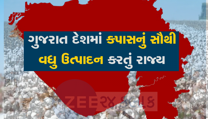 Cotton Price: કપાસના ઉત્પાદનમાં ગુજરાતનો વાગે છે ડંકો, રૂના આ કારણે વધશે ભાવ, જબરદસ્ત તેજી