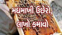 મધમાખી પાલન: ગુજરાતમાં અહીં મફતમાં મળી રહી છે તાલીમ, રહેવાની પણ મળશે સગવડ