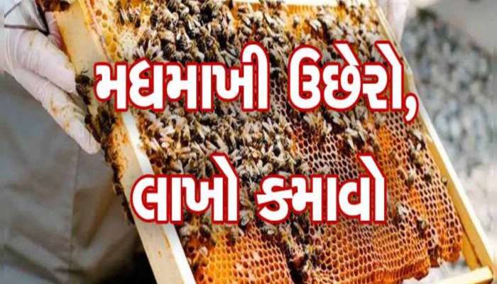 મધમાખી પાલન: ગુજરાતમાં અહીં મફતમાં મળી રહી છે તાલીમ, રહેવાની પણ મળશે સગવડ