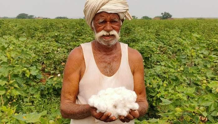 ગુજરાતના ખેડૂતોએ રેકોર્ડ સર્જ્યો : 4 મહિના જ અડધી સીઝનનો કપાસનો પાક બજારમાં ઉતાર્યો