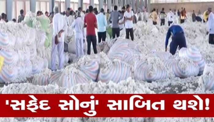 Cotton Market Rate in Gujarat: ગુજરાતમાં કપાસના ભાવ ટેકાથી પણ વધારે, જાણી લો કયા માર્કેટમાં કેટલો છે આજે ભાવ