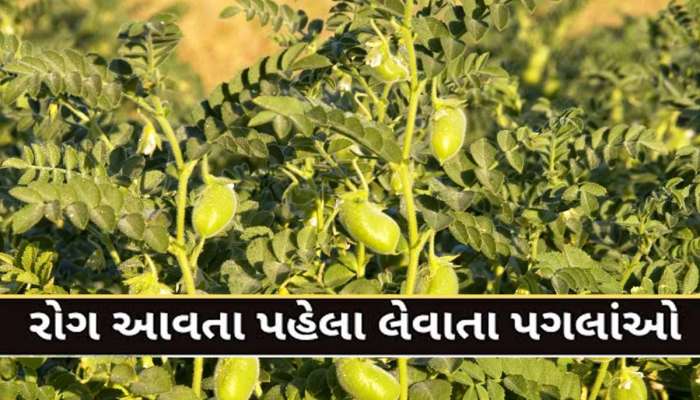 ચણાના પાકમાં સુકારાનો રોગ આવ્યો હોય તો ચિંતા છોડો, ગુજરાત સરકારે કહ્યું; ફટાફટ આટલું કરો...