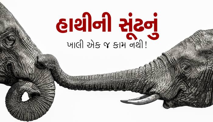 હાથી પોતાની સૂંઢથી શું-શું કરી શકે? જવાબ રોમાંચક છે!