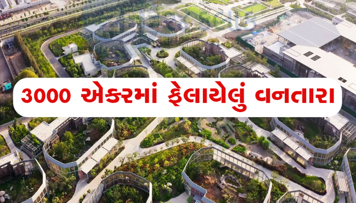 આને તમે પૃથ્વીની આઠમી અજાયબી જ કહેશો! રિલાયન્સે જામનગરમાં બનાવેલું વનતારા પ્રાણીઓની સ્વપ્ન નગરી છે 
