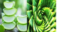 Agriculture: કુંવારપાઠાની ખેતી તમને બનાવી દેશે કરોડપતિ, પૈસા ગણવા રાખવું પડશે મશીન!