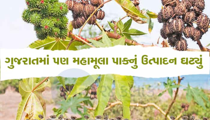 ગુજરાતના આ પાક પર છે આખી દુનિયાની નજર, સોનાથી પણ મહામૂલા પાક વિશે આવ્યા ખરાબ સમાચાર
