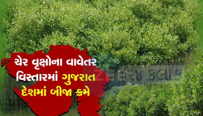 સાચ્ચું...બસ... ગુજરાતમાં આવેલા છે આ ચેરના જંગલ, વર્ષોની મહેનતથી લીલોતરી પથરાઇ