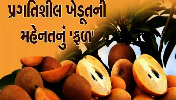 Agriculture: ચીકુના ખેડૂતોને ચાંદી! સ્પેશિયલ ટ્રેન દ્વારા નવસારીથી દિલ્લી મોકલાયા 350 ટન ચીકુ