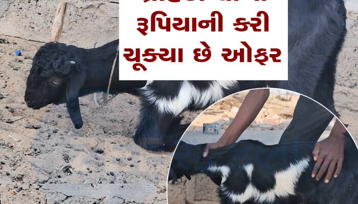 સામાન્ય નથી આ બકરી, આની આગળ Luxury Car પણ લાગશે સસ્તી, જાણો શું છે ખાસિયત