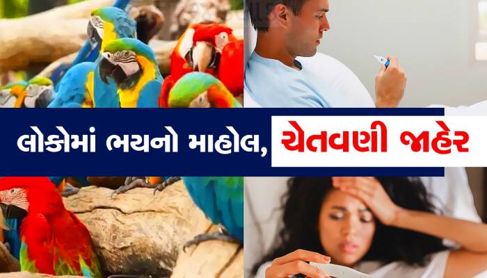 સાચવીને રહેજો... પોપટે લીધો 5 લોકોનો જીવ? દુનિયામાં મચી ગયો હડકંપ