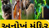 અહીં બિલાડીના રૂપમાં ગામમાં ફરે છે માતાજી! કૂતરા, બિલાડા, ગધેડાની કેમ થાય છે પૂજા?