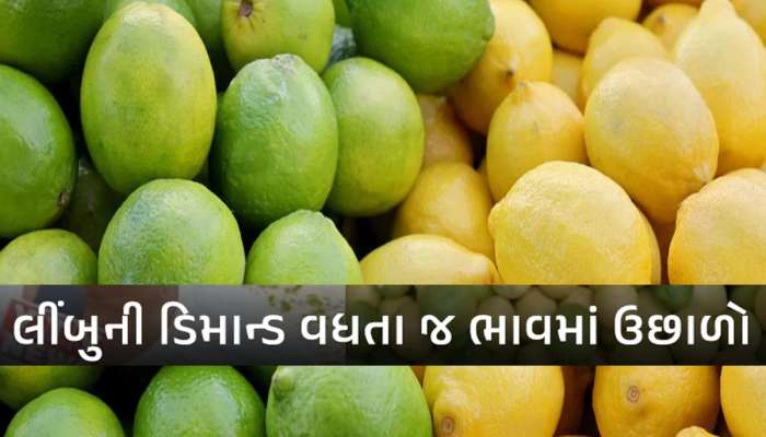  ગરમીની સિઝન શરૂ થાય એ પહેલા જ લીંબુના ભાવ થયાં ‘ખાટા’, એક કિલોનો ભાવ જાણીને આવી જશે ચક્કર