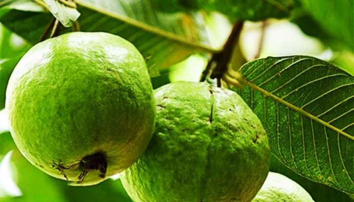 Agriculture: 100 રૂપિયાનો આ છોડ રોપી ખેતી કરો, 1000 દિવસમાં કરોડપતિ બનવાની ગેરંટી!