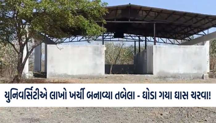  કાઠિયાવાડી અશ્વના સંવર્ધન માટેની ગ્રાન્ટમાં કર્યો ગોટાળો! ના તો અશ્વ આવ્યા, ના તો અશ્વનો ઘાસચારો