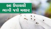 Tips & Tricks:શું તમારા ઘરમાં પણ છે મચ્છરોની ફોજ, ઝેરી મોસ્કીટોના બદલે વાપરો આ વસ્તુ